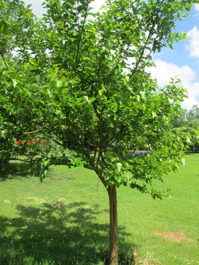 Florennes Gite Neuf 150 M2 Devant Un Grand Lac Prive De 2 Hectares Poissonneux Au Milieu Des Bois Екстериор снимка