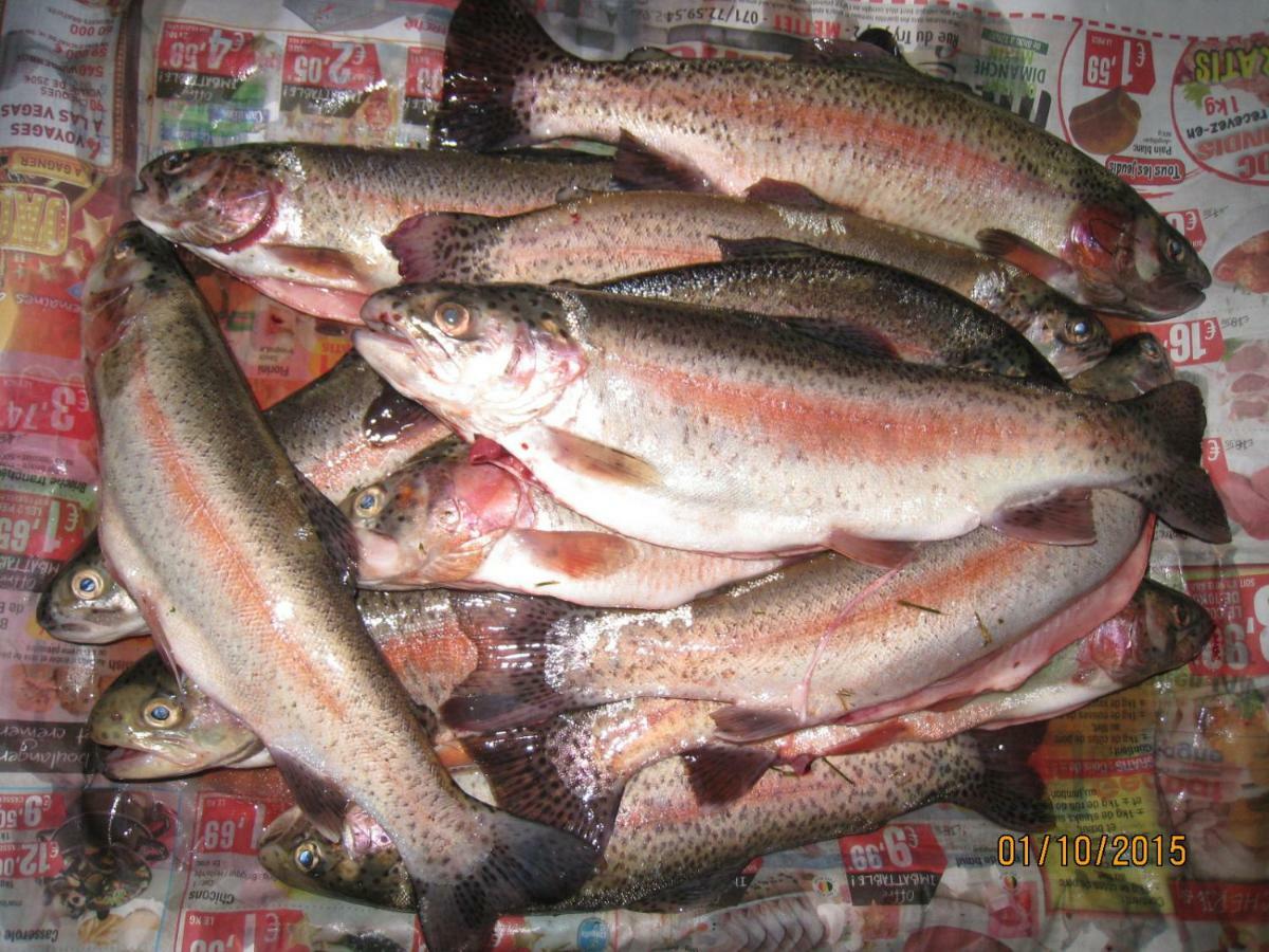 Florennes Gite Neuf 150 M2 Devant Un Grand Lac Prive De 2 Hectares Poissonneux Au Milieu Des Bois Екстериор снимка